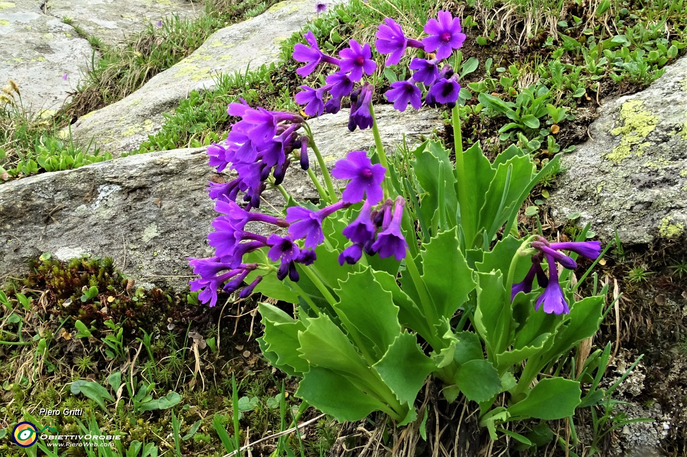 52 Primula vischiosa (Primula latifolia ).JPG